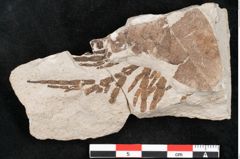 Foto (Detailansicht) von Libocedrus salicornioides Endl. (NHMW-GEO-2024-0188-6749)